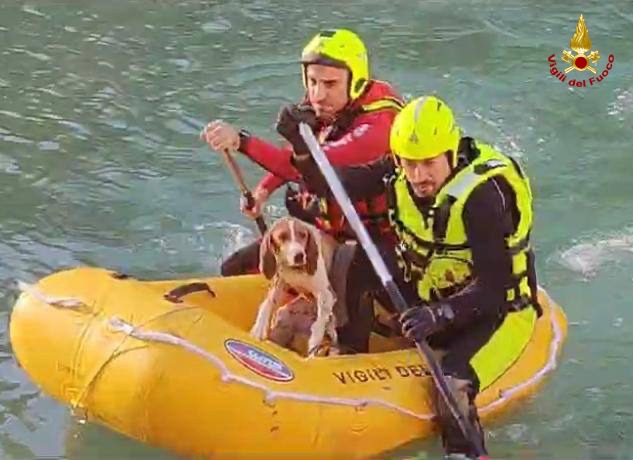 Vigili del fuoco salvano cane