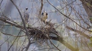 Airone cenerino sul Fiume Tronto